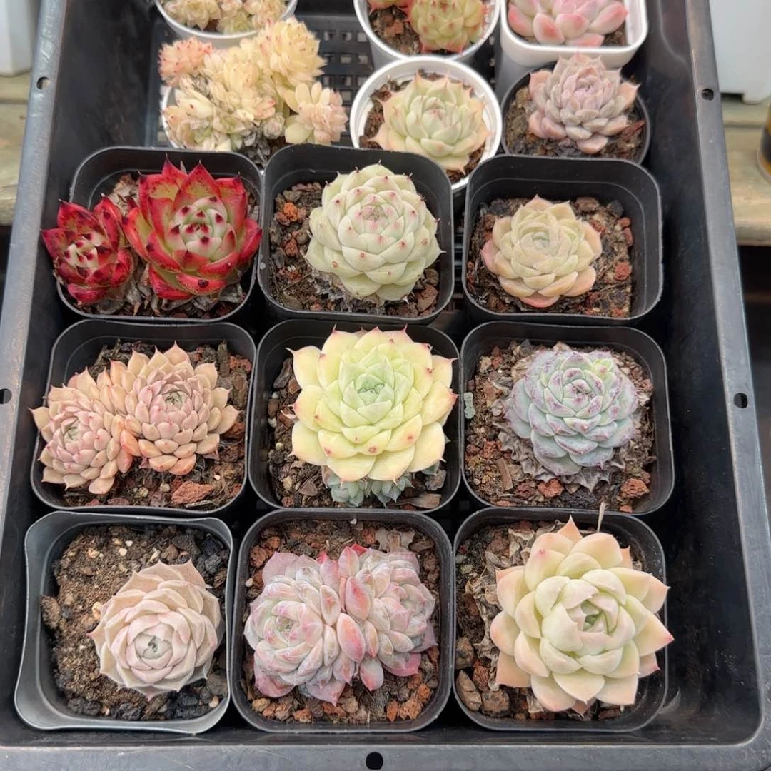 框拍框拍0204-40