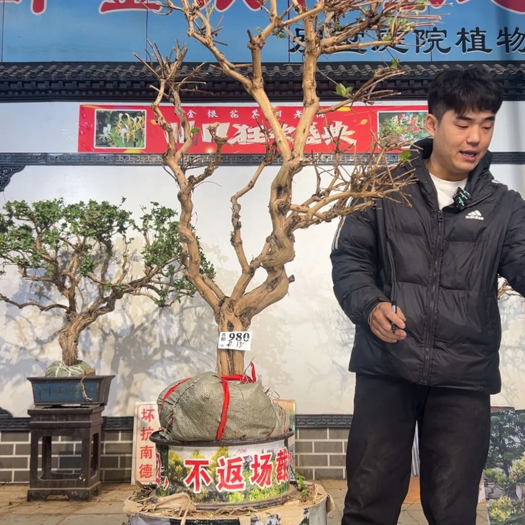 无花朵金银花开花23658888