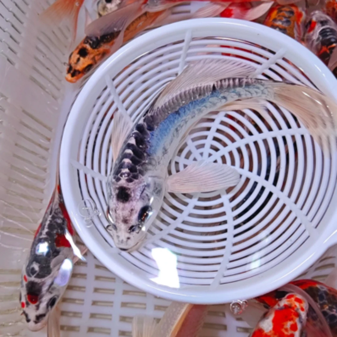 6条超大尺寸【精品血统锦鲤混搭】水族活体淡水鱼冷水观赏鱼