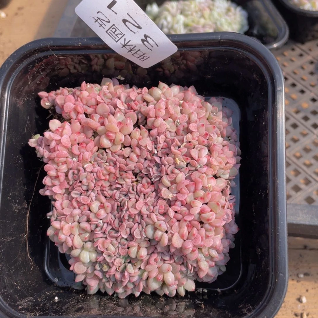 多肉植物多肉植物321