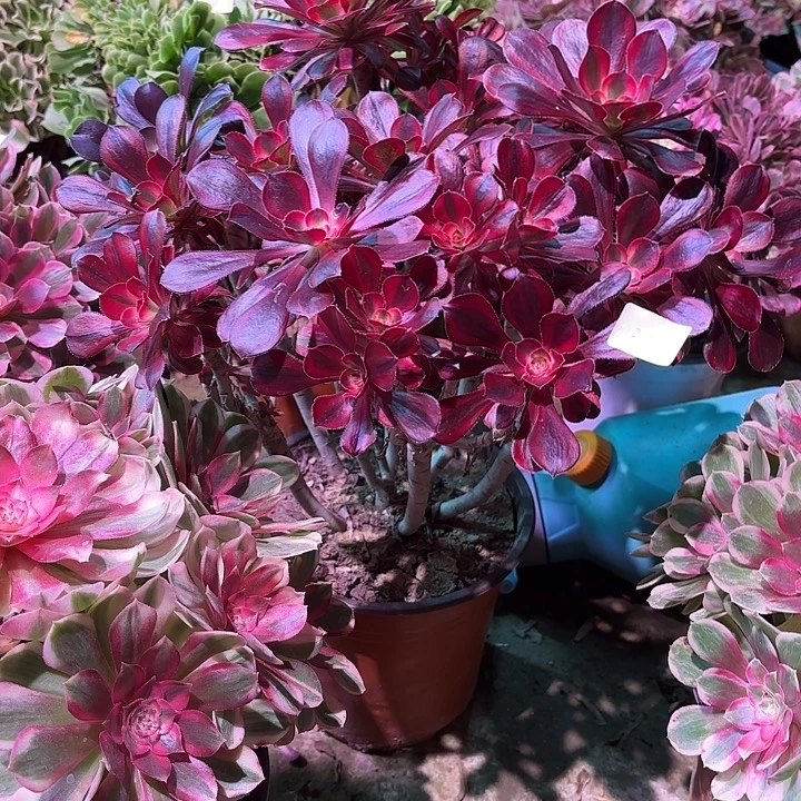 多肉植物丽娜00211
