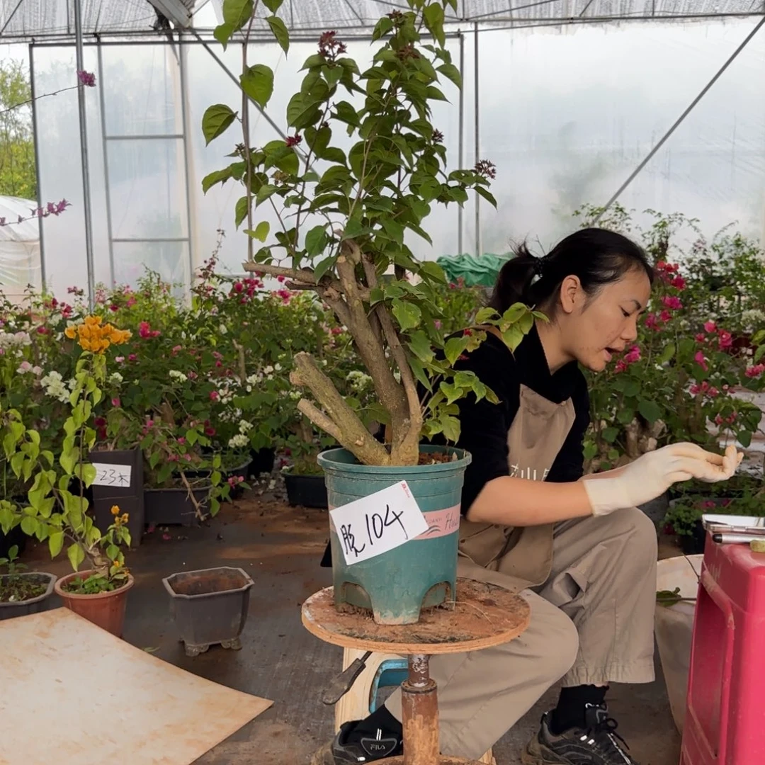 大部分花苞少量开放重瓣玫红 104脱