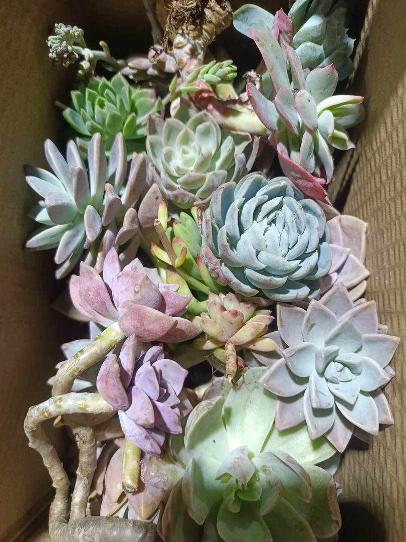 断枝断头砍头苗【不售后】多肉植物