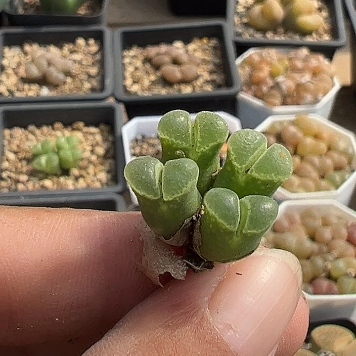 阳***肉无花朵649号风铃音乐节