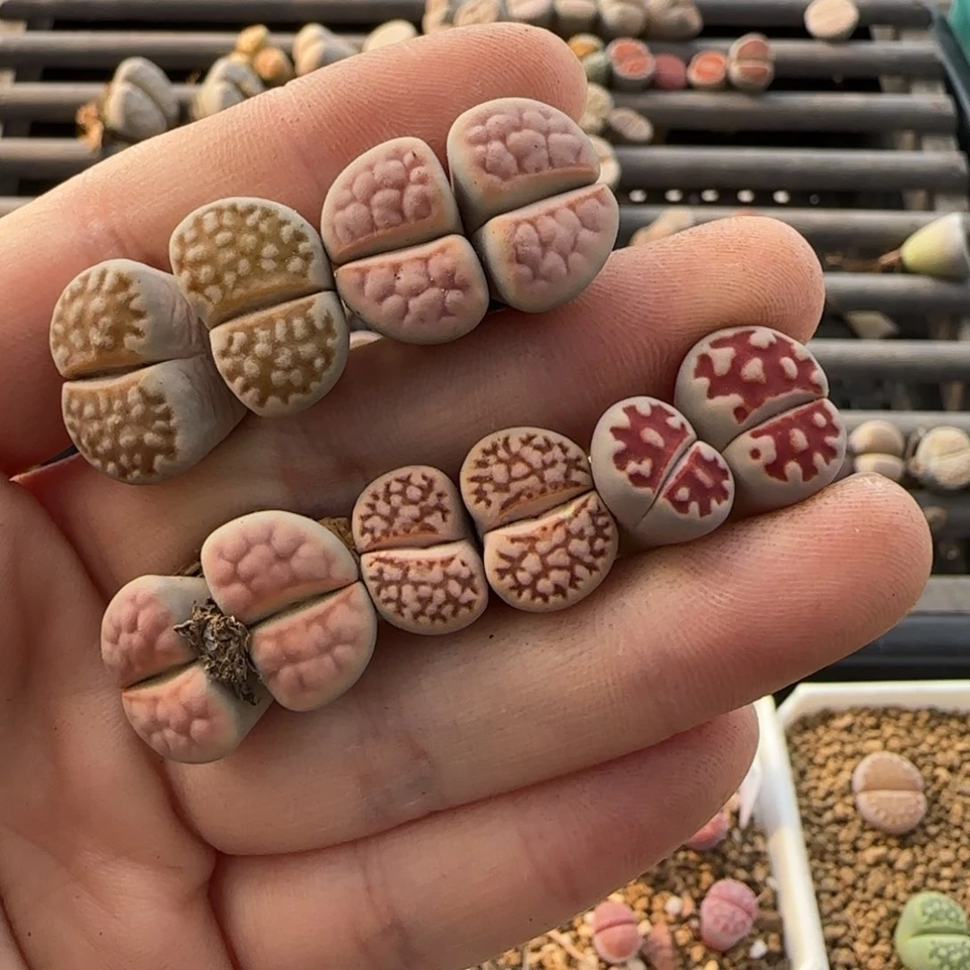 11.20。萌肉一抓子清货不售后不退款。8053