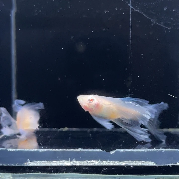 孔雀鱼蓝白俩母16