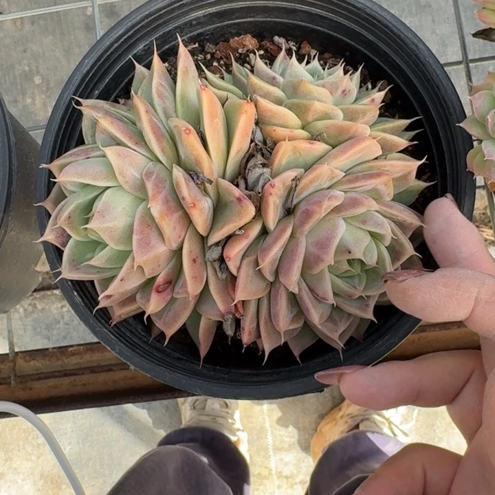 不知名多肉植物绿植