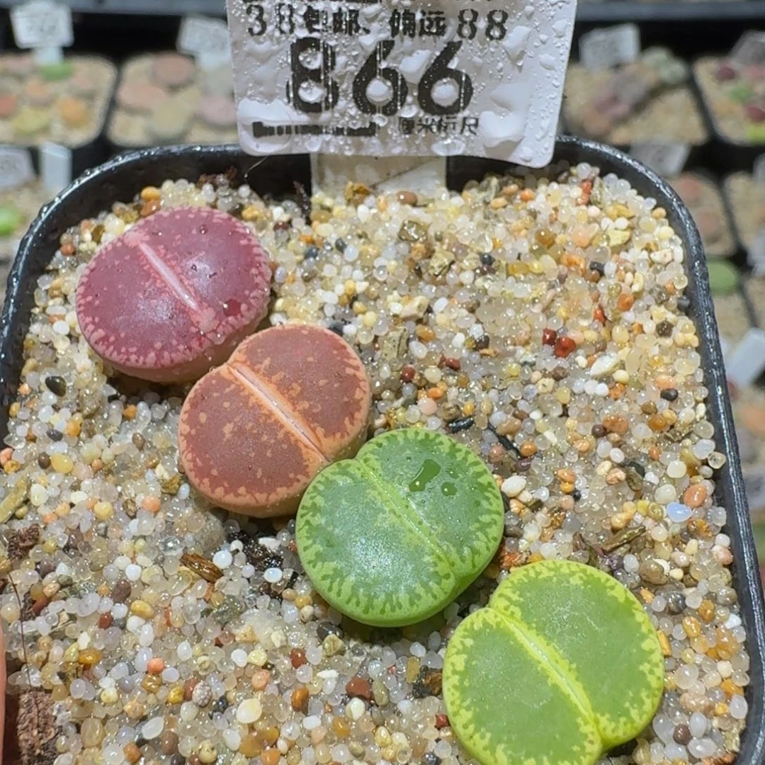 Ssss精品生石花866