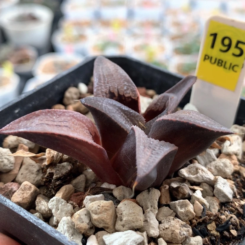 【闪购商品】195芭提雅茜云