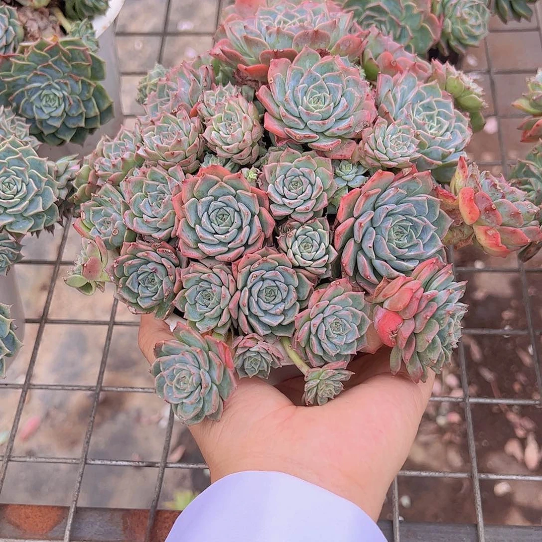 海滨格瑞多头大盆老桩精品