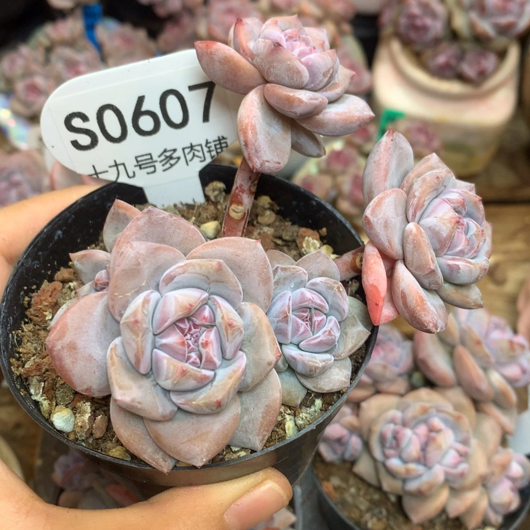 S0607 突尼斯小树 7cm