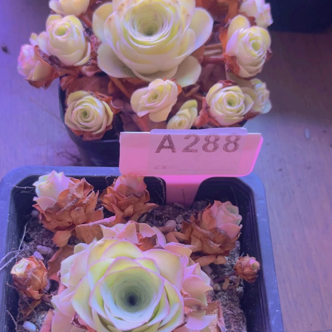 无花朵053 288山地玫瑰