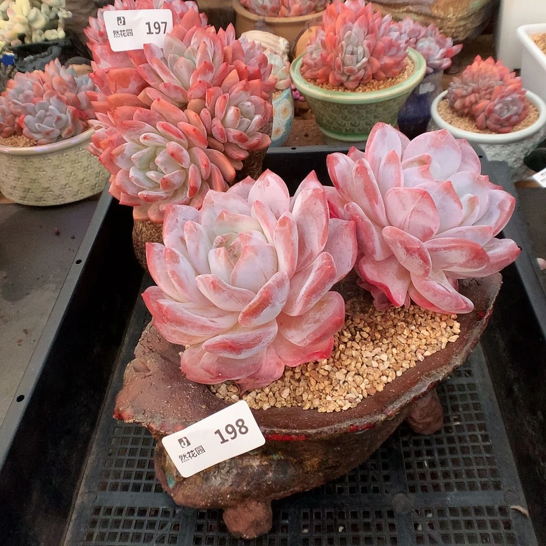 198梦露多肉植物6666