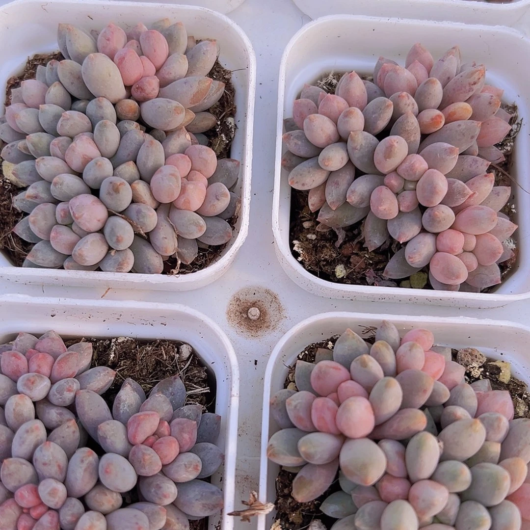 蓝舌香水5头起19包邮