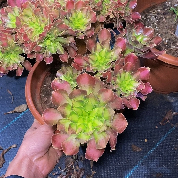 多肉植物保护研究所