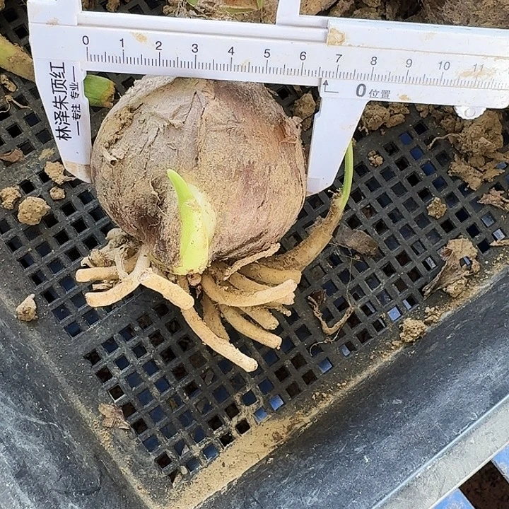 斑纹彩带朱顶红一棵6.5+侧