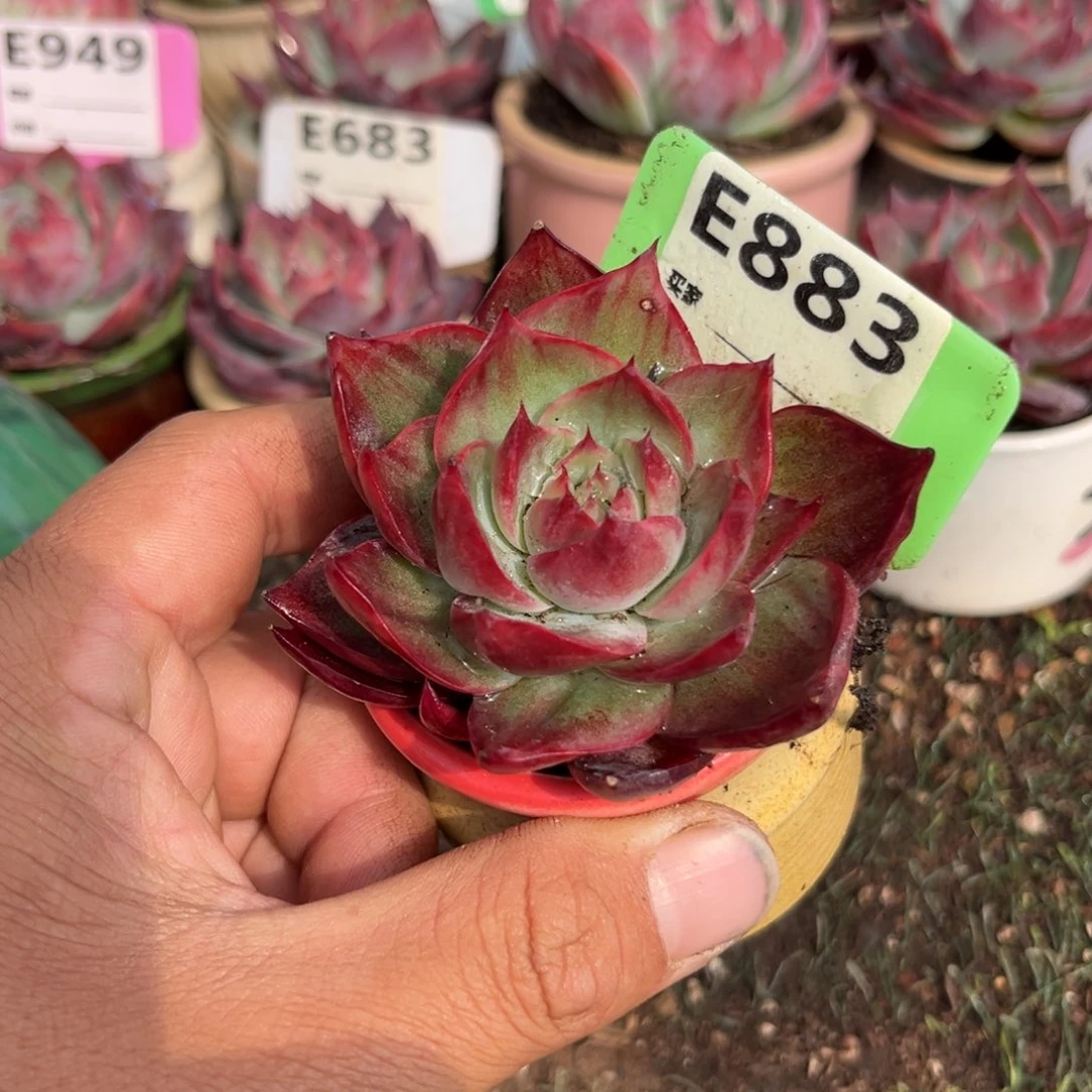 不****）惊鸿一瞥883号多肉