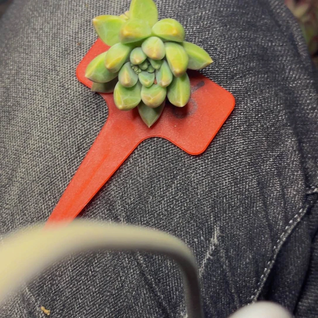 2626号晚上多肉植物群生