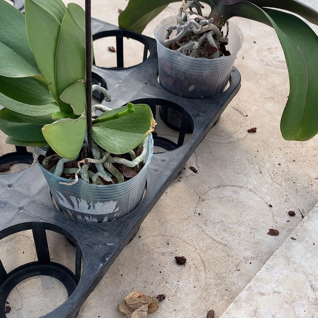 s****完全开放214+雪鸮