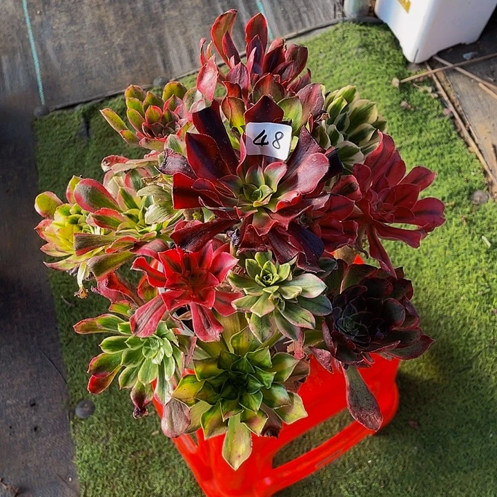 捕***影架接00000000000048号