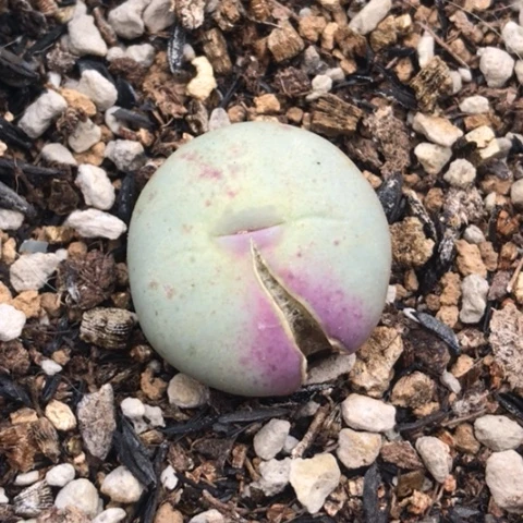 多肉肉锥 特价Sh433Ｖ嘴