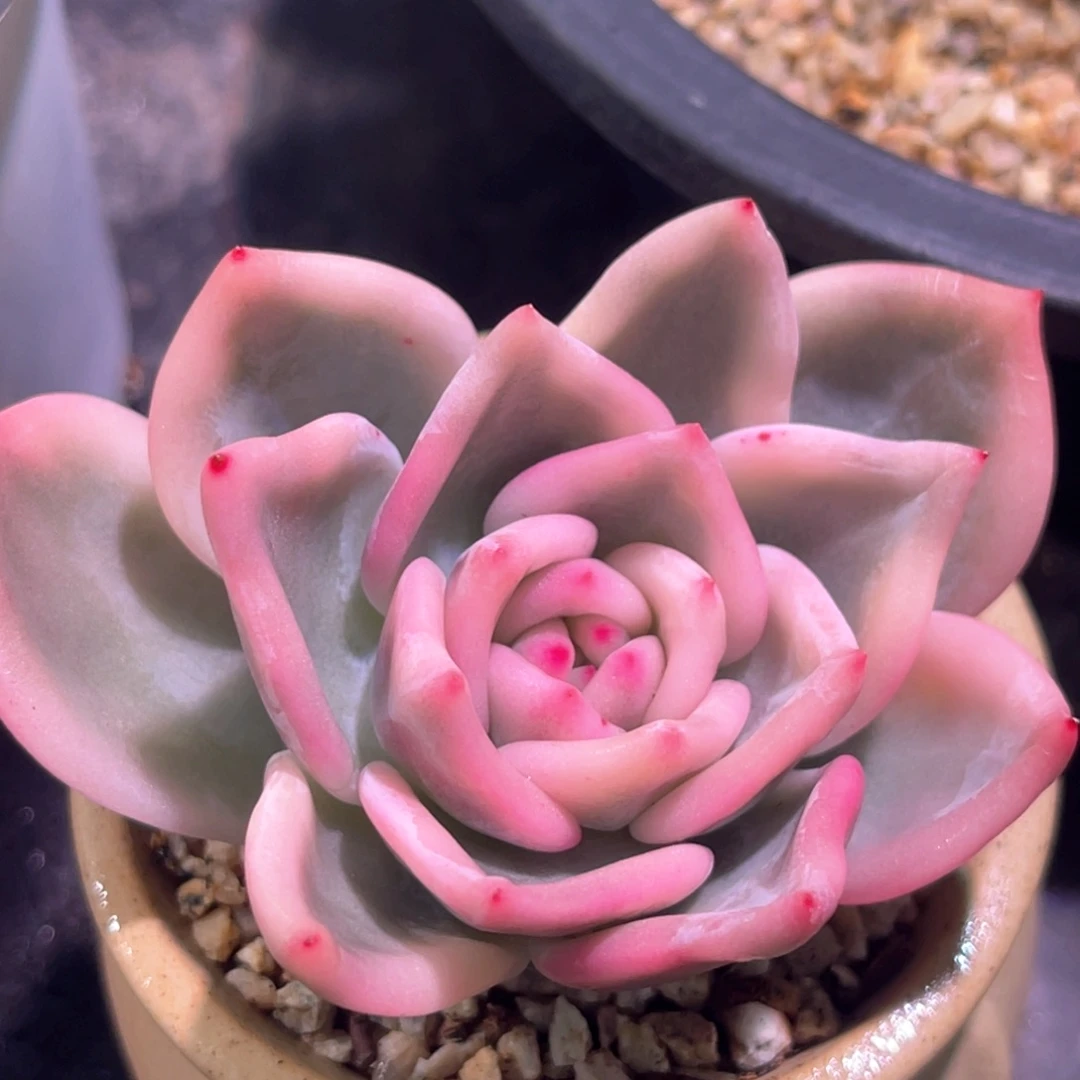 多肉特价伊丽莎白锦头盖