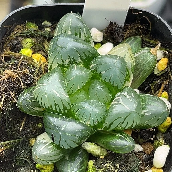 7潘氏冰灯玉露锦头家多肉十二卷