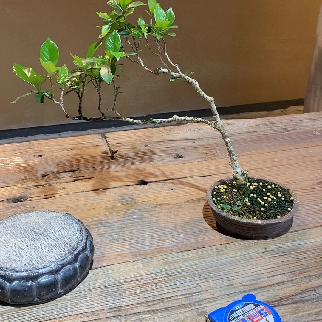 无花朵南***馆栀子花