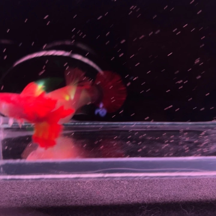 孔雀鱼折扇白子种鱼1对