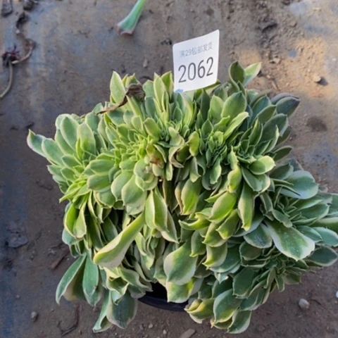 迈巴赫多肉植物2062