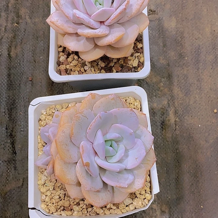 李***胖奶茶多肉植物老桩
