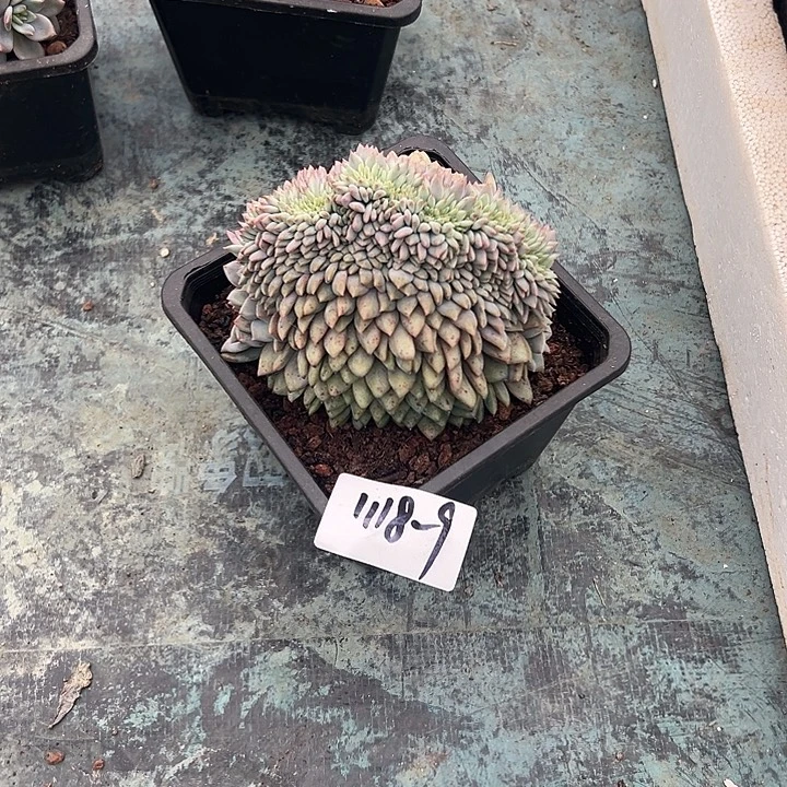 云***。1118-9爱丽儿缀多肉植物