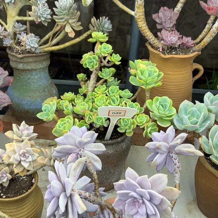 辉*柠檬玫瑰多肉植物049