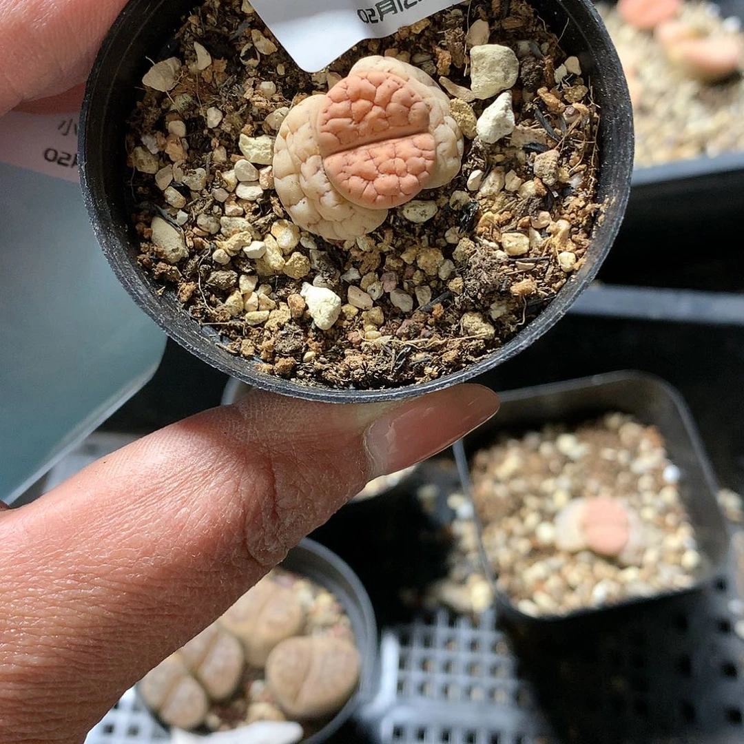 H03多肉植物保护研究所