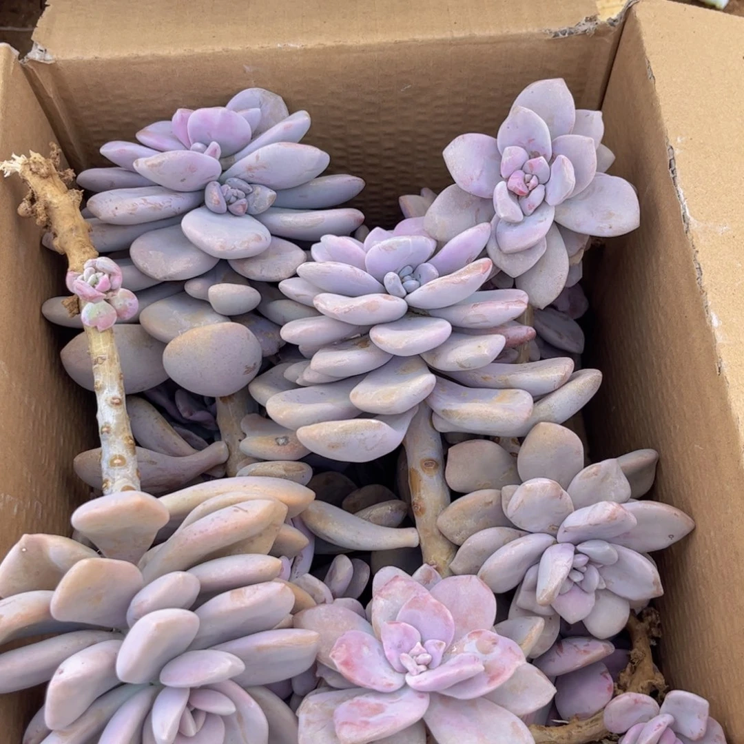 多肉桃霜装箱Aaaa