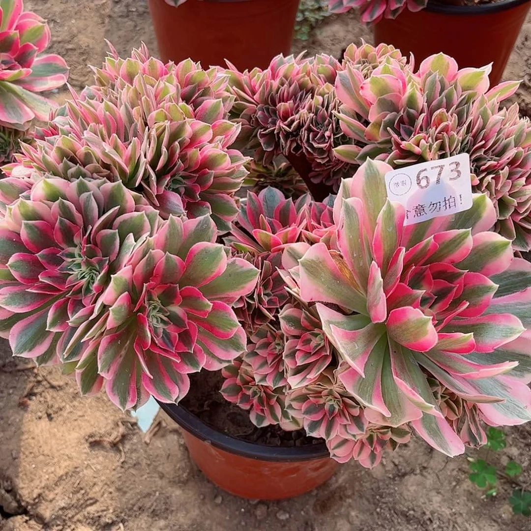 无花朵多肉植物673