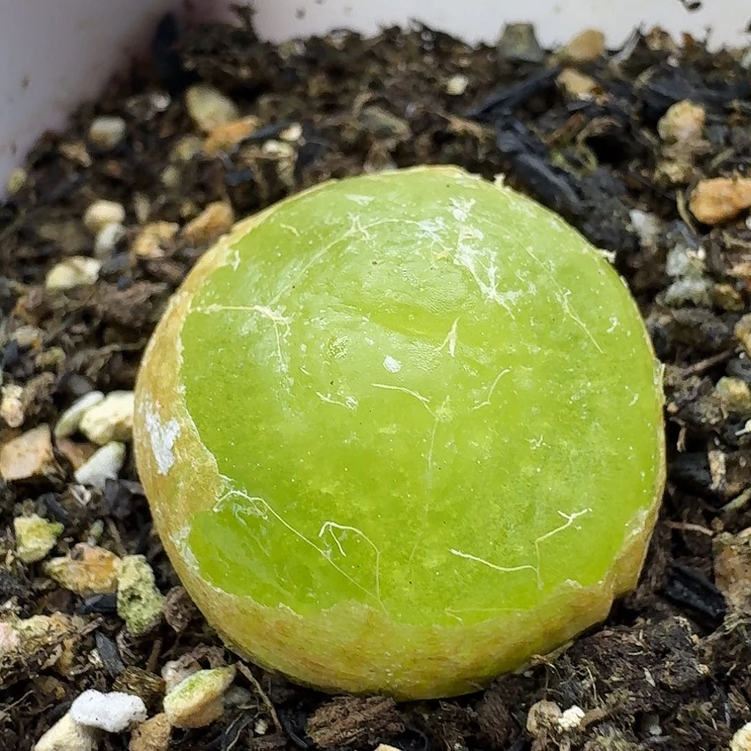 老马生石花2.4灯泡323