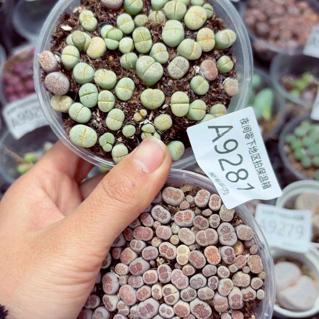 9281-–零下地区需拍保温箱