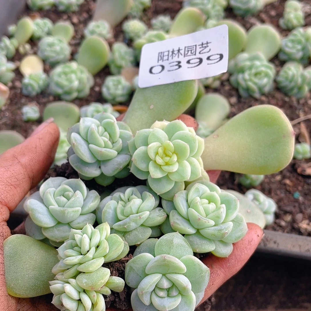 多肉植物多肉植物399