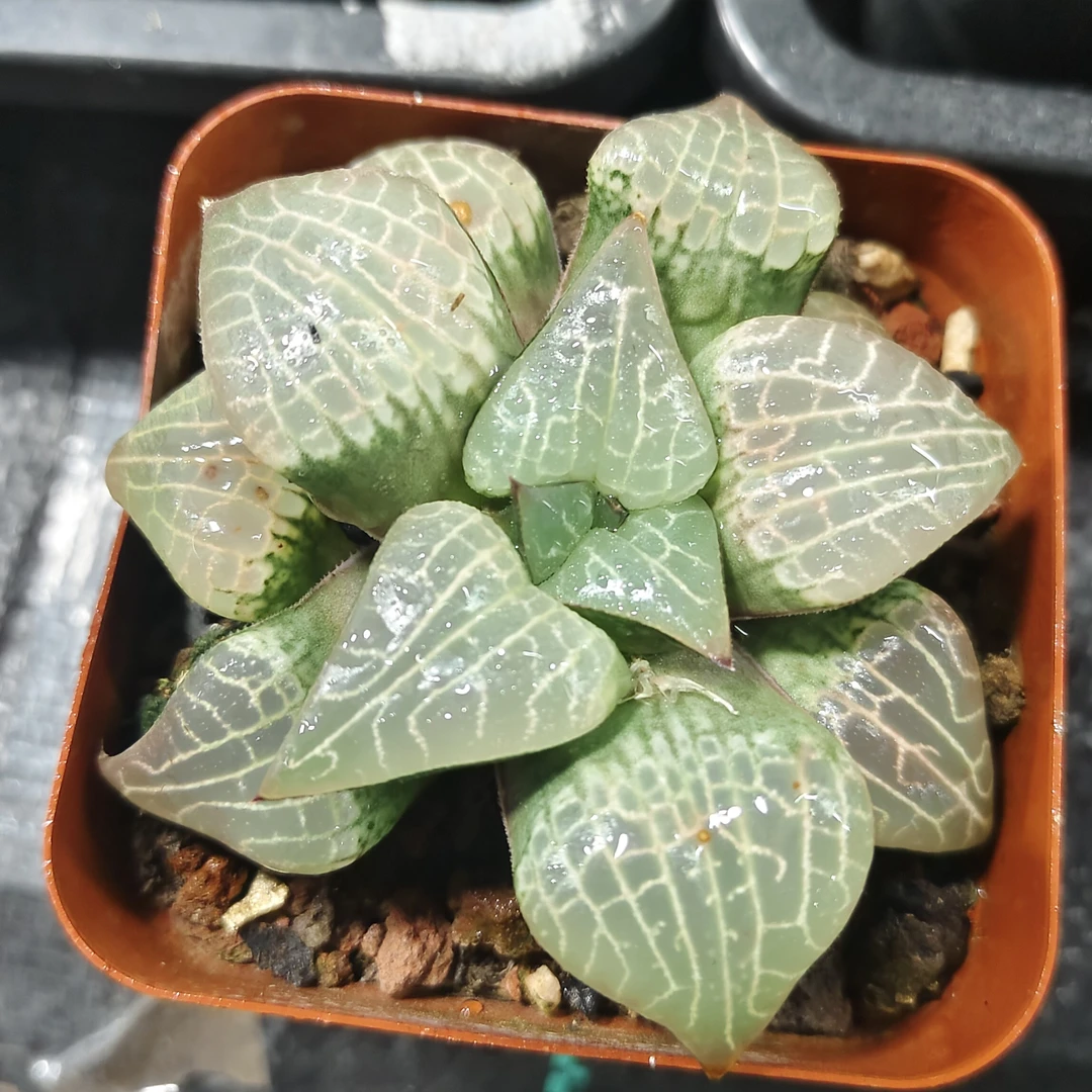 【碗叶粉玻璃】多肉植物（满16包邮）