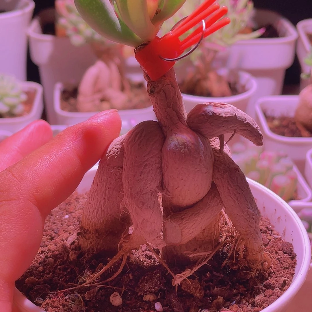 ****浅五十玲玉锦嫁接的