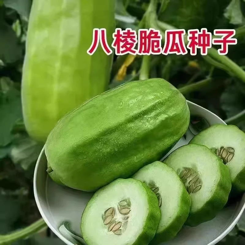 八棱脆瓜种子早熟香酥菜瓜烧瓜生吃无糖黄河脆蔬菜种子籽孑