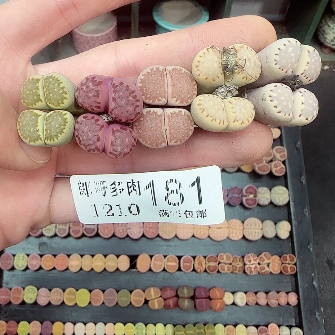 满满18包邮1210-181