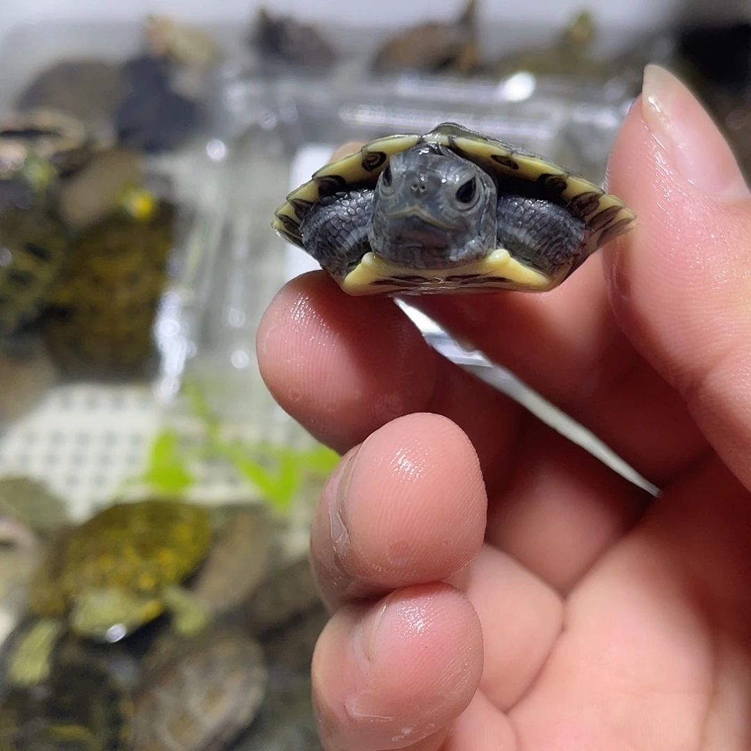宠物龟不分公母黑八
