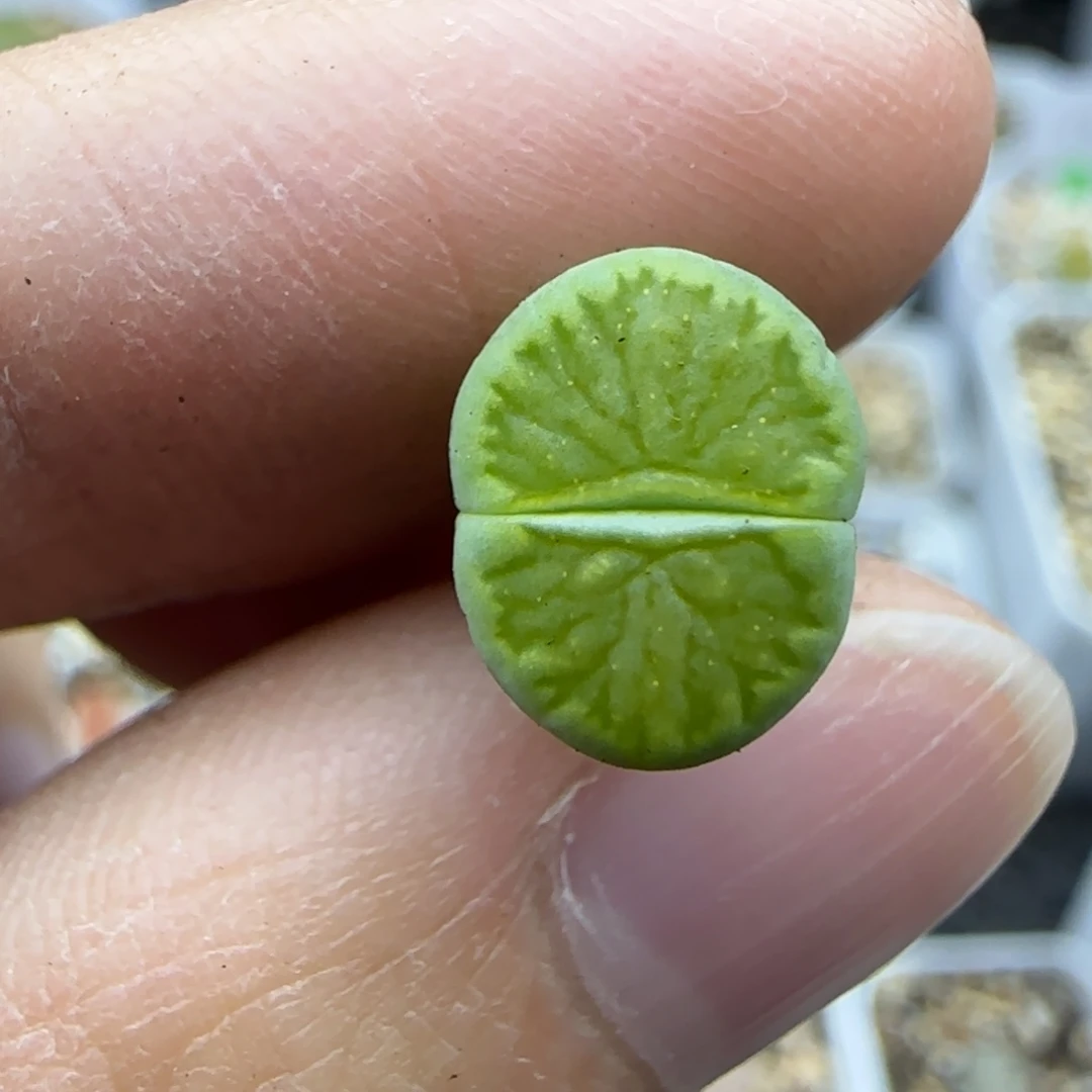 392绿菊福利大棚直播