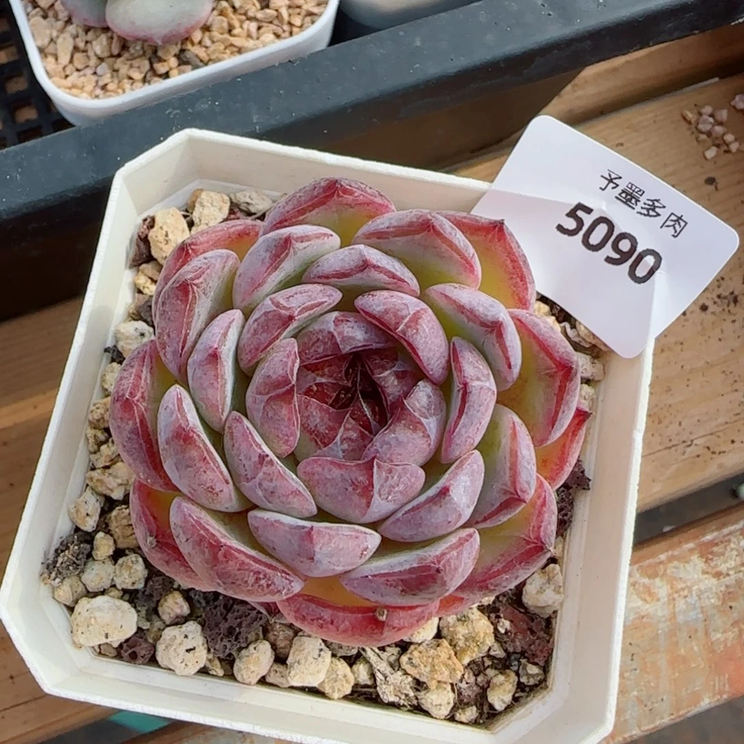 紫心，5099多肉植物