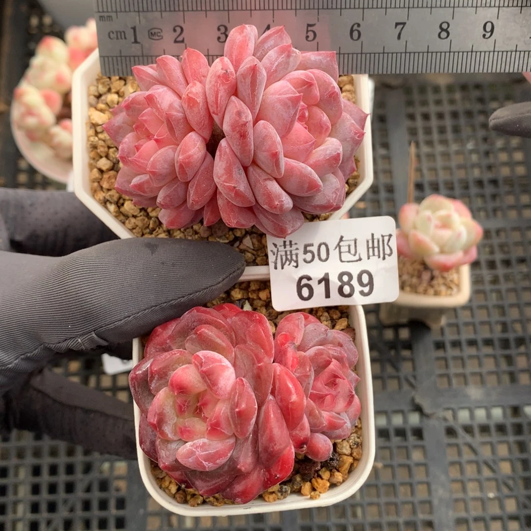 六***雪6189。彩虹琥珀35+红琥珀35。带盆土发货 新粉送肉。