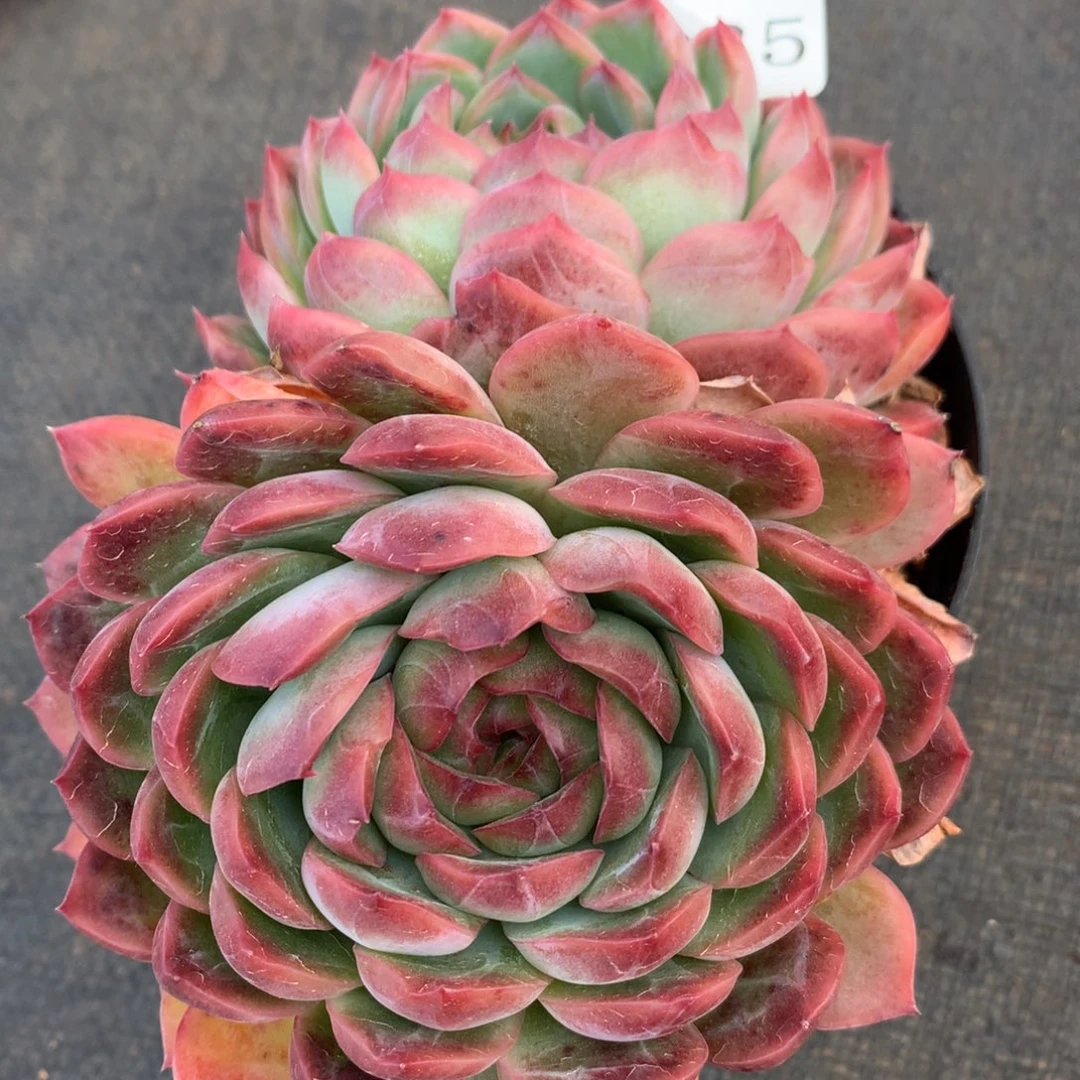 4035新年快乐发发发