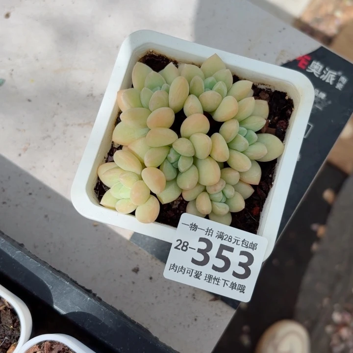 泡泡糖多肉无盆土发货多肉多