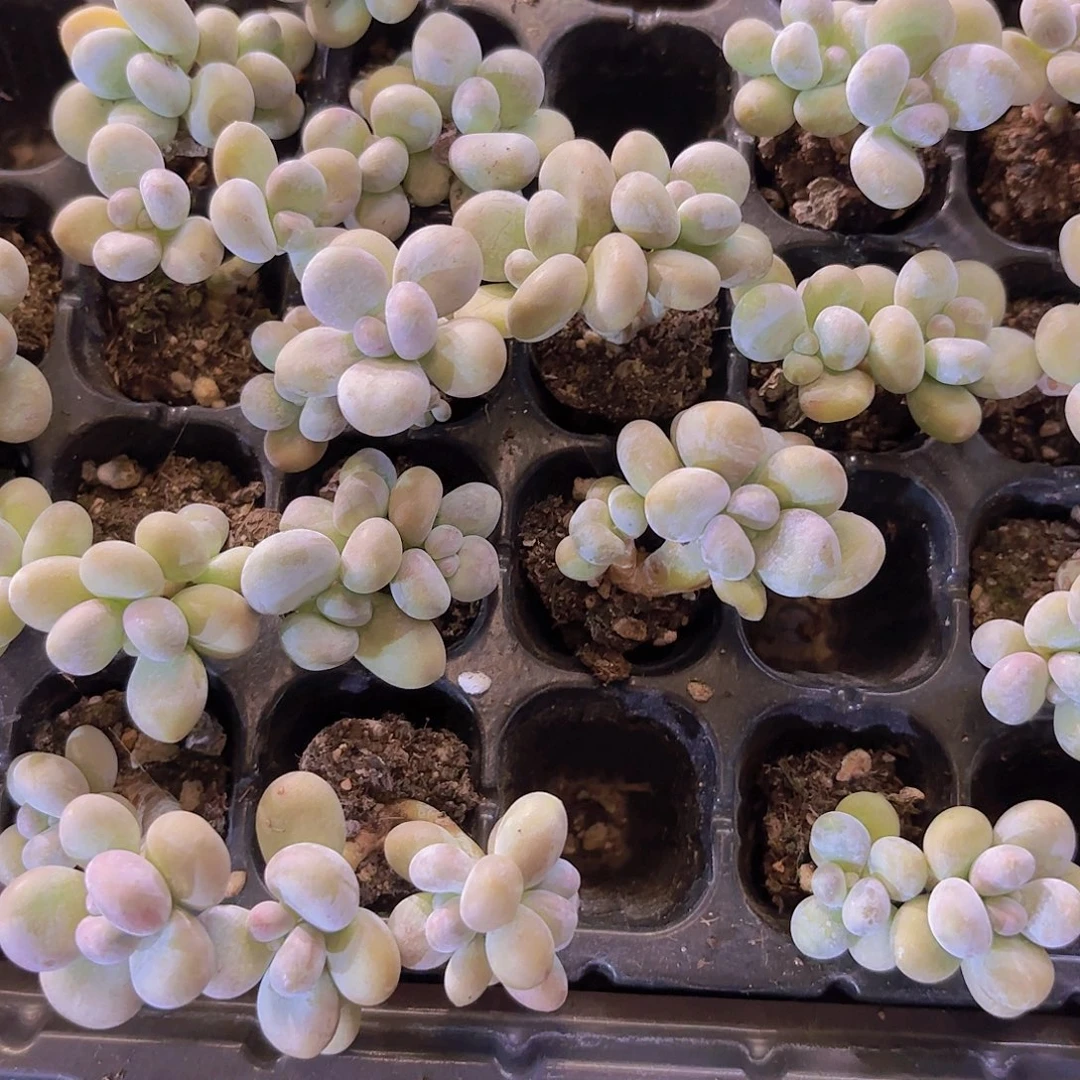 原始奶老桩一颗量拍